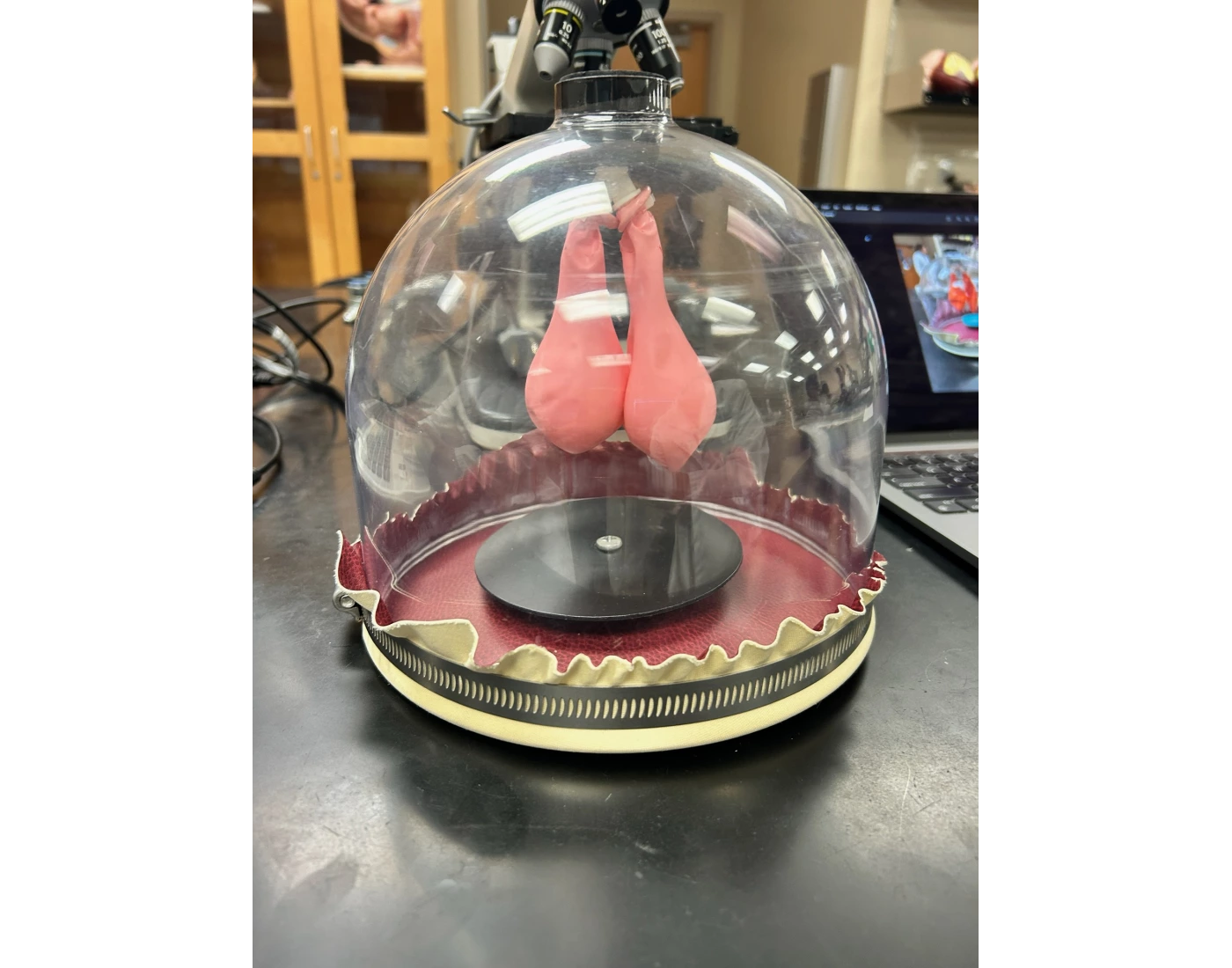 Bell Jar Model Bell Jar Model Quiz