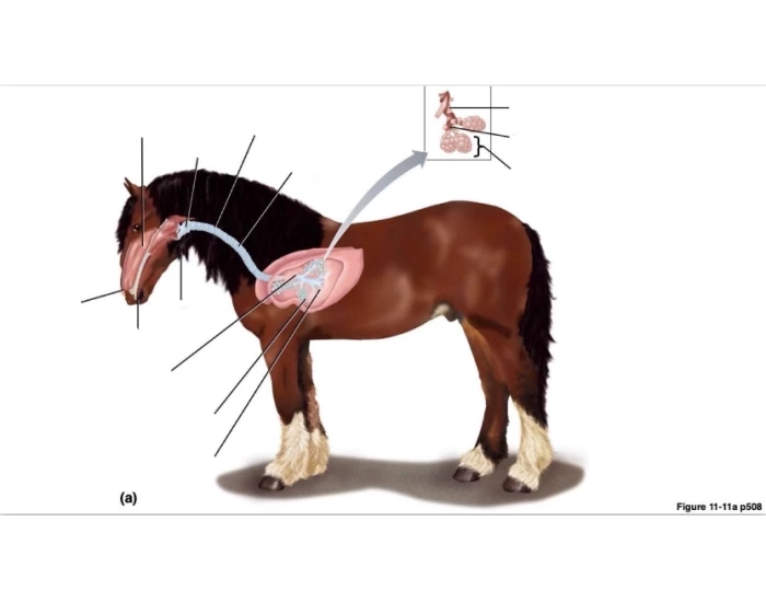 RESPIRATORY TRACT LABELING Quiz