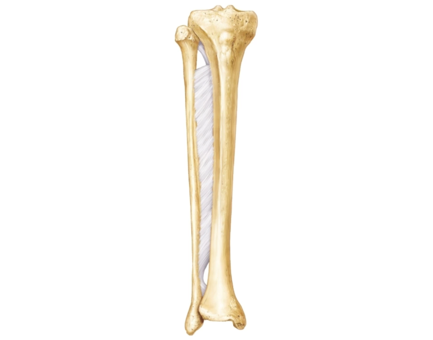 Tibia Starting View Anterior View Of Tibia and Fibula Labeling Quiz
