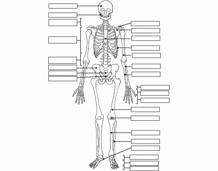 Skeleton Labeling Game Worksheet.pdf Label the Skeleton — Printable Worksheet
