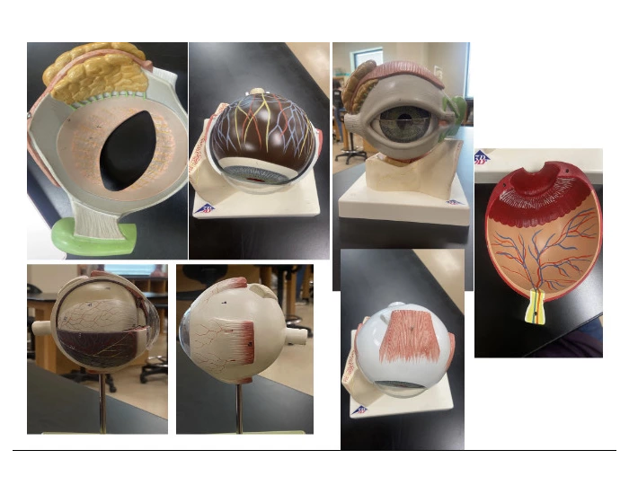 Eye Model For Lab Open lab eye models Quiz