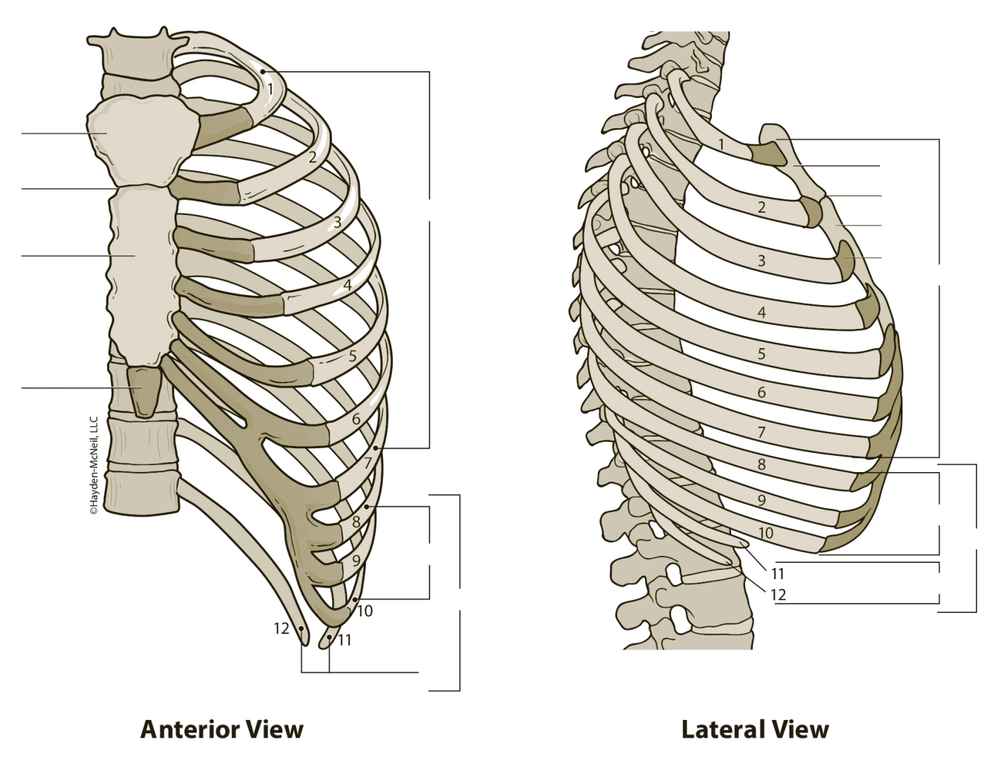 Rib Cage - Bones & Markings - Ant. & Lat. View — Printable Worksheet