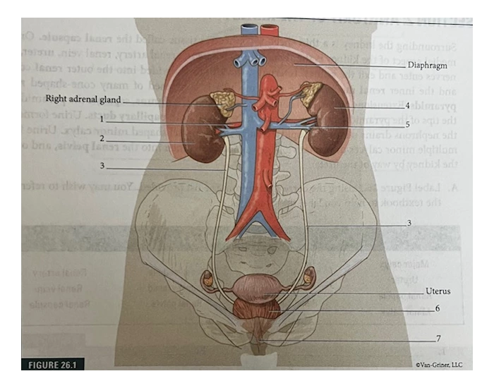 Ohhd Overview of Urinary System Quiz