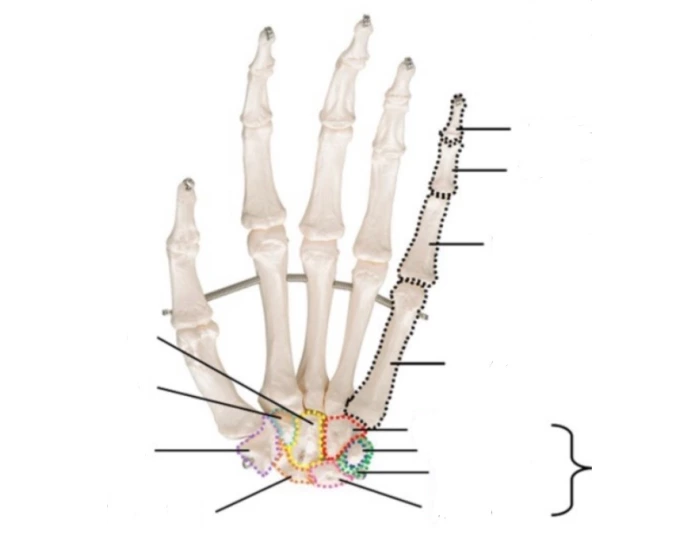Hand labels Quiz
