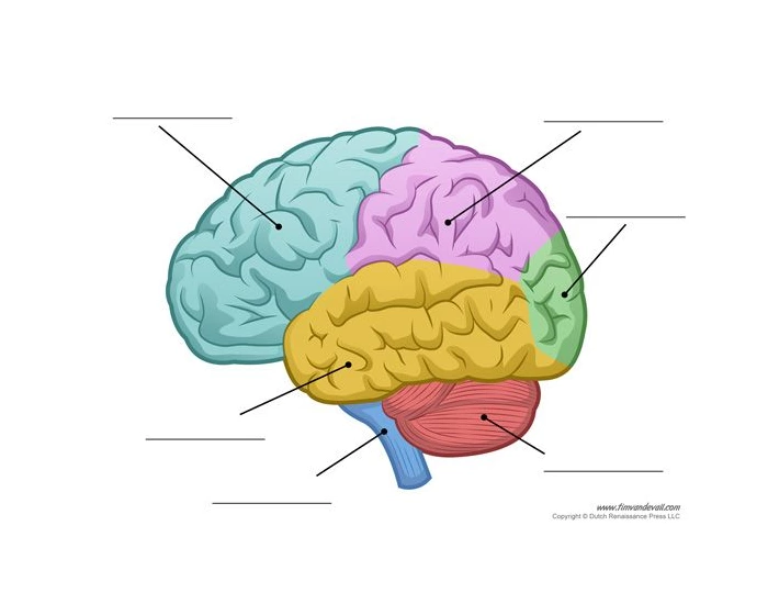 BRAIN AND FUNCTIONS Quiz brain-and-functions-quiz