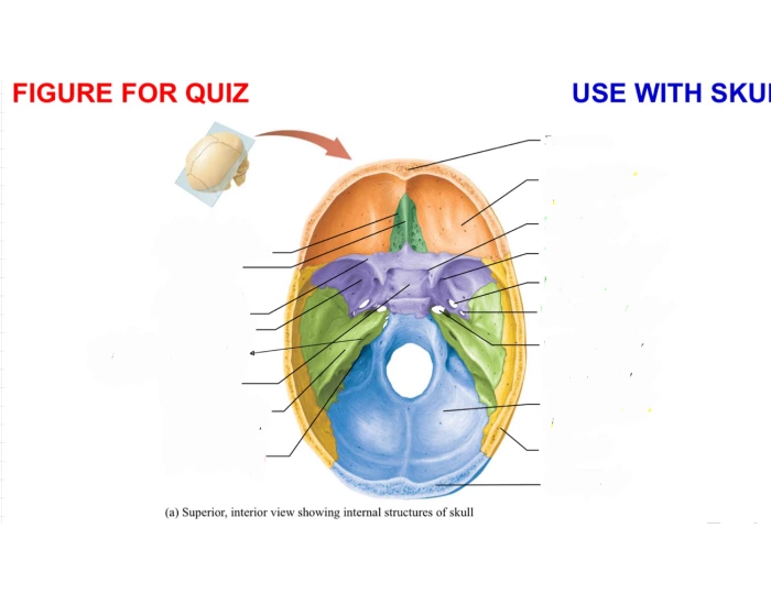 Superior, interior view, internal structures skull Quiz