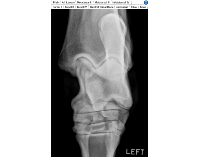 Equine Hock Radiograph Anatomy Quiz