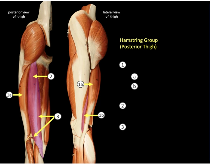 Hamstring Muscles Quiz