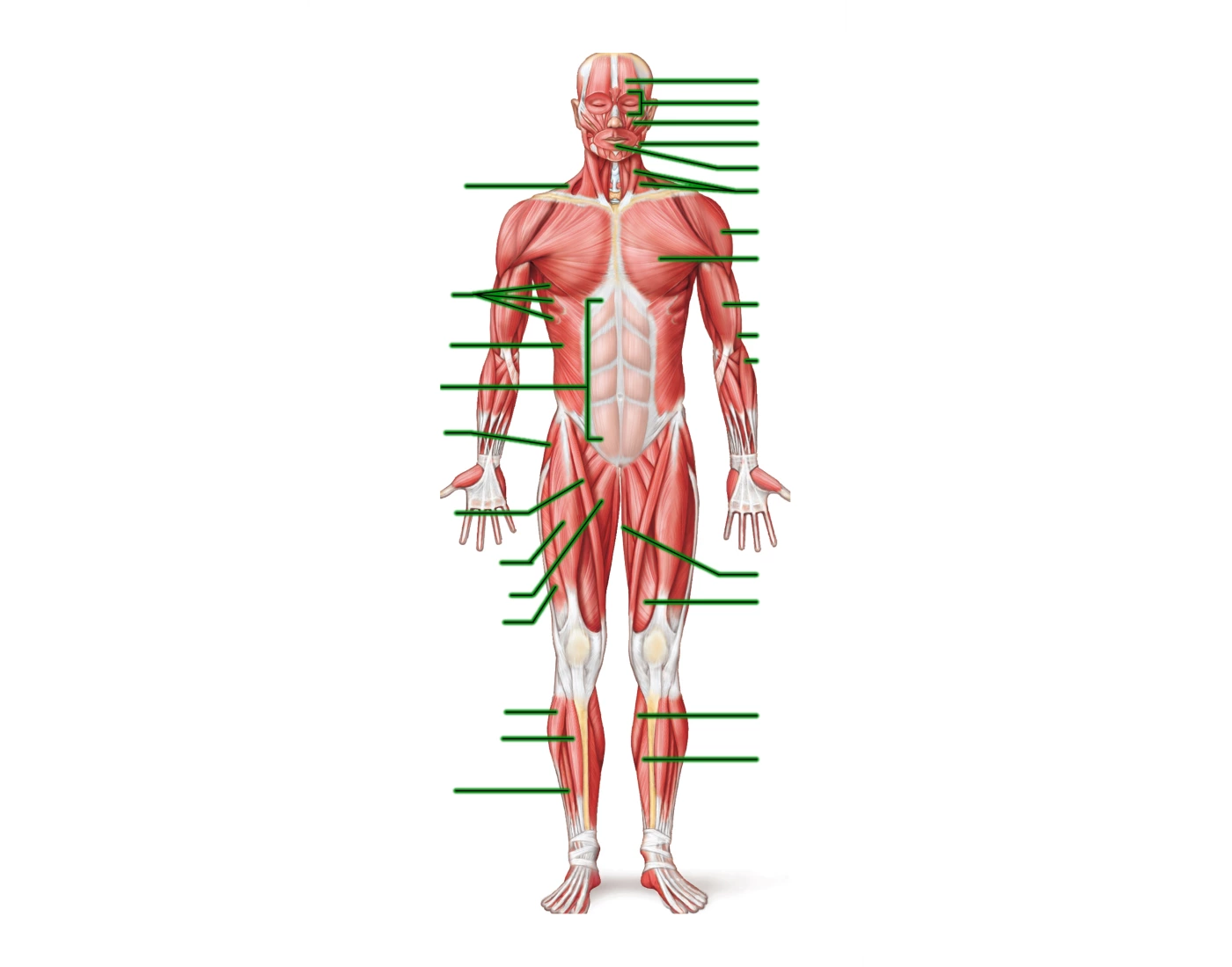 Exam 3: Muscular System Labeling Quiz