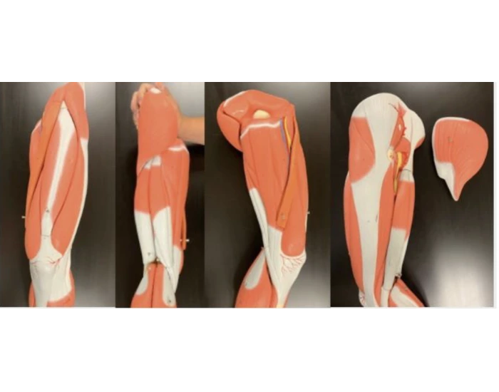 hip, thigh, glute, and hamstring muscles — Printable Worksheet