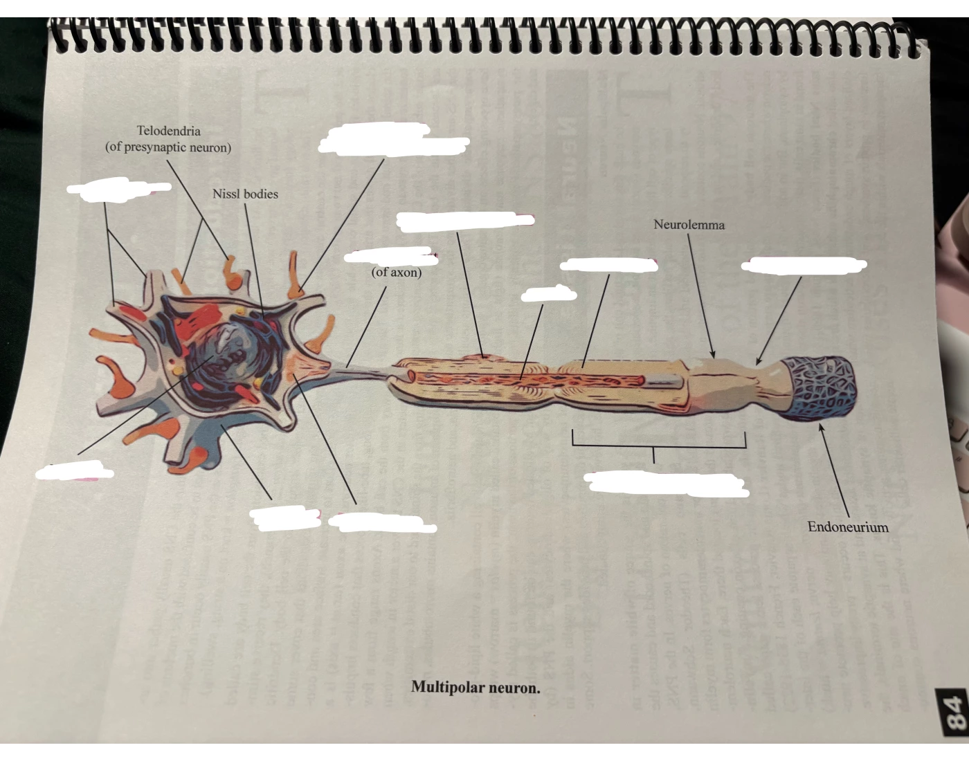 Multipolar Neuron Printable Parts of multipolar neuron — Printable Worksheet
