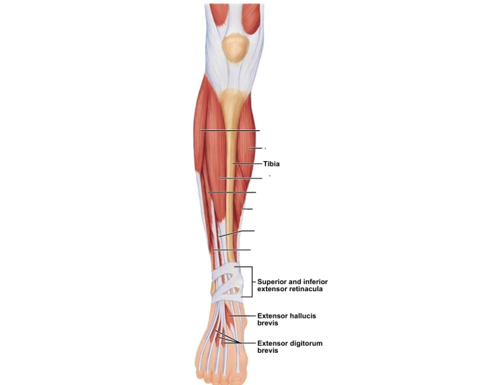 Tibial Rotation Muscles Anterior Tibial Muscles — Printable Worksheet