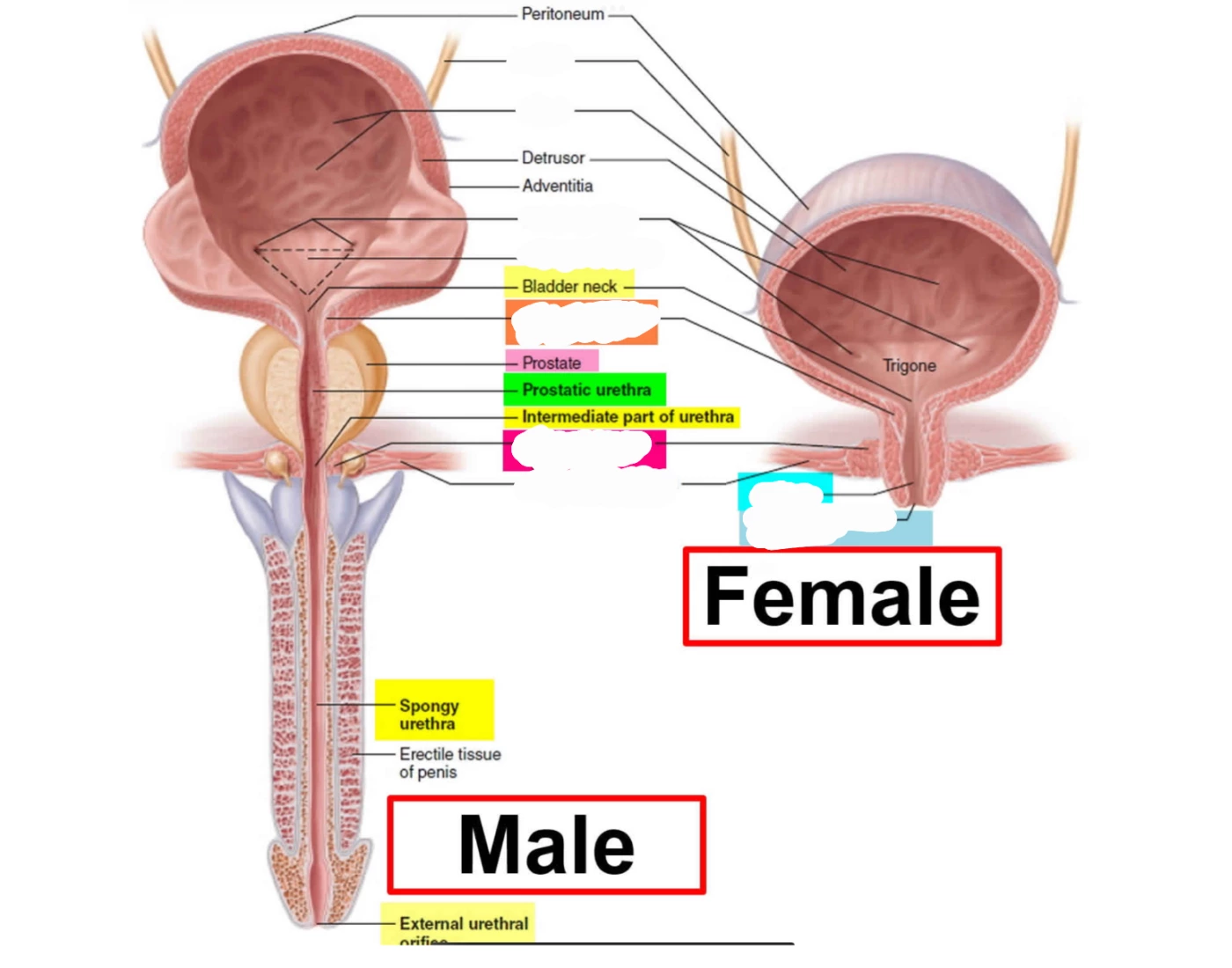 Bladder Game Urinary of bladder Quiz