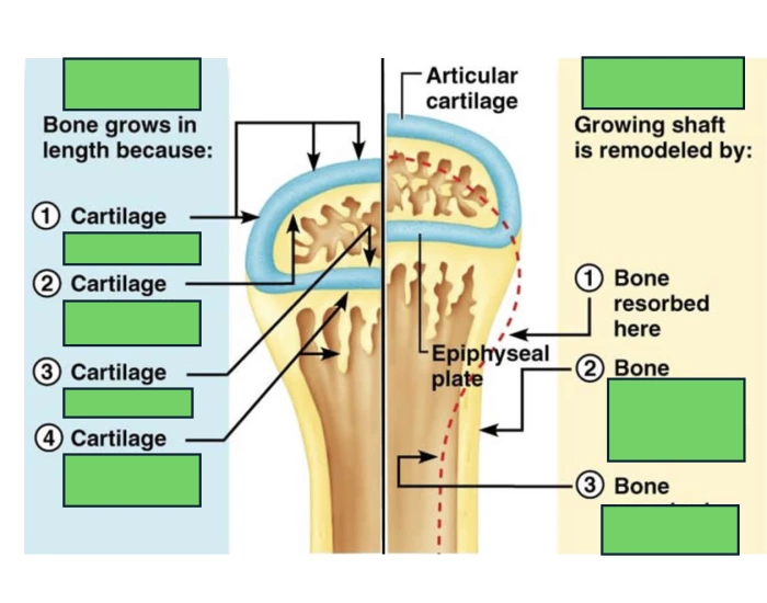Bone Growth & Remodeling Image Labeling Quiz