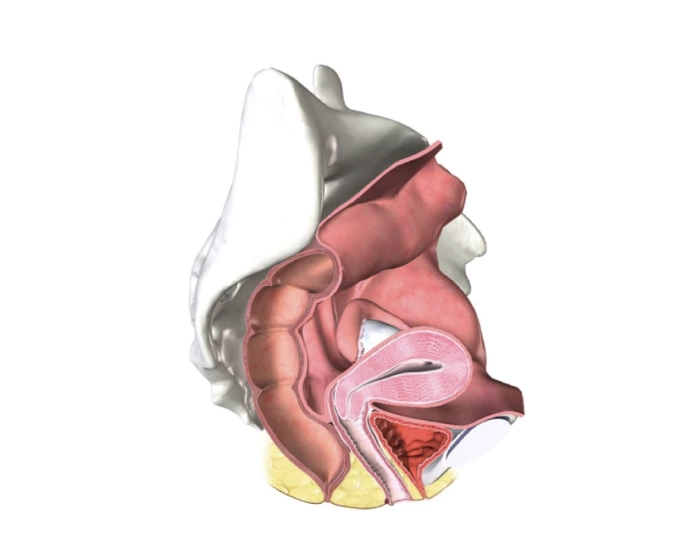 Midsagittal View of the Female Pelvis Quiz