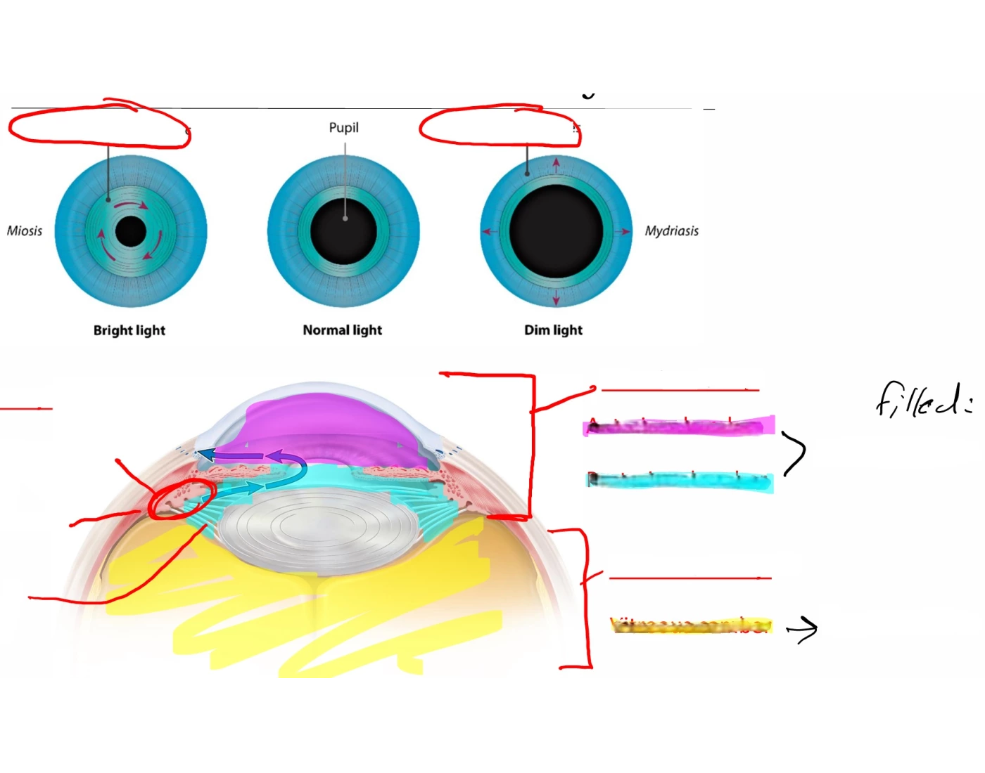 Vision Structures Vision - Eye Structures #10 Quiz