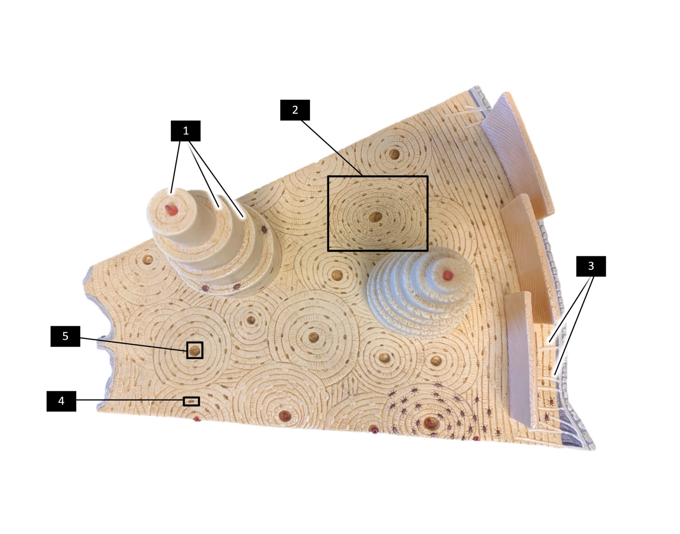 Bone Model Labeling 2 of 3 Quiz