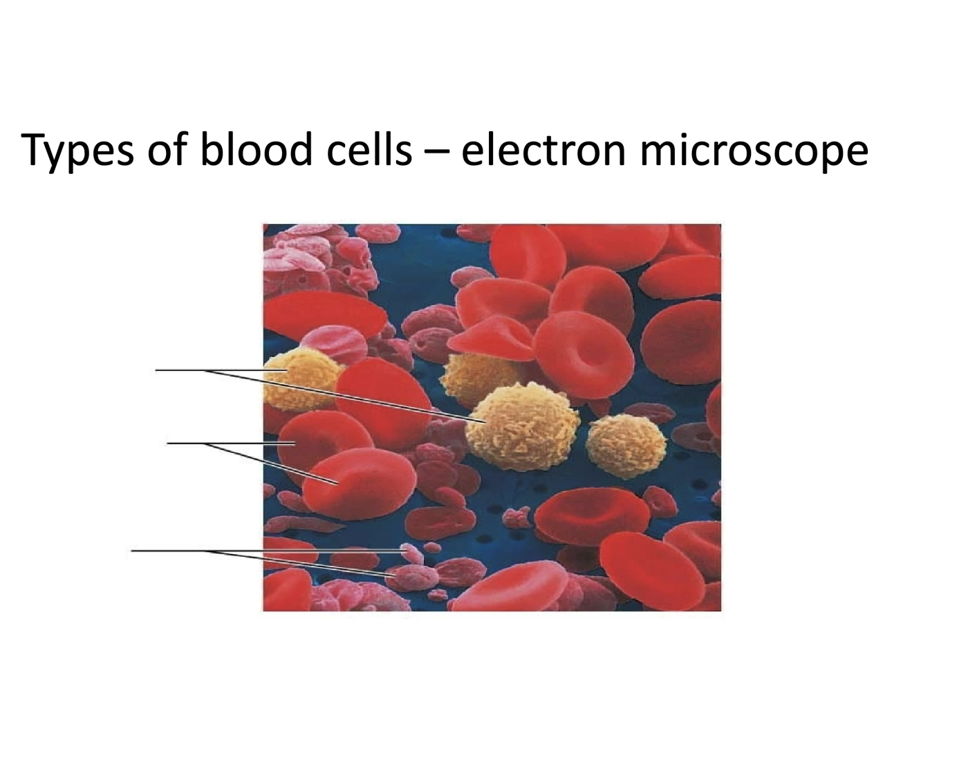 Blood Cell Types Microscope Types of blood cells - microscope Quiz