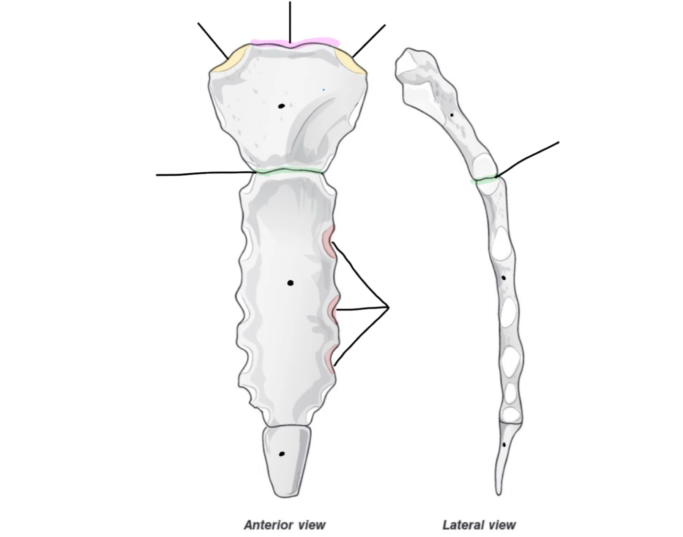 AXIAL SKELETAL SYSTEM: sternum Quiz