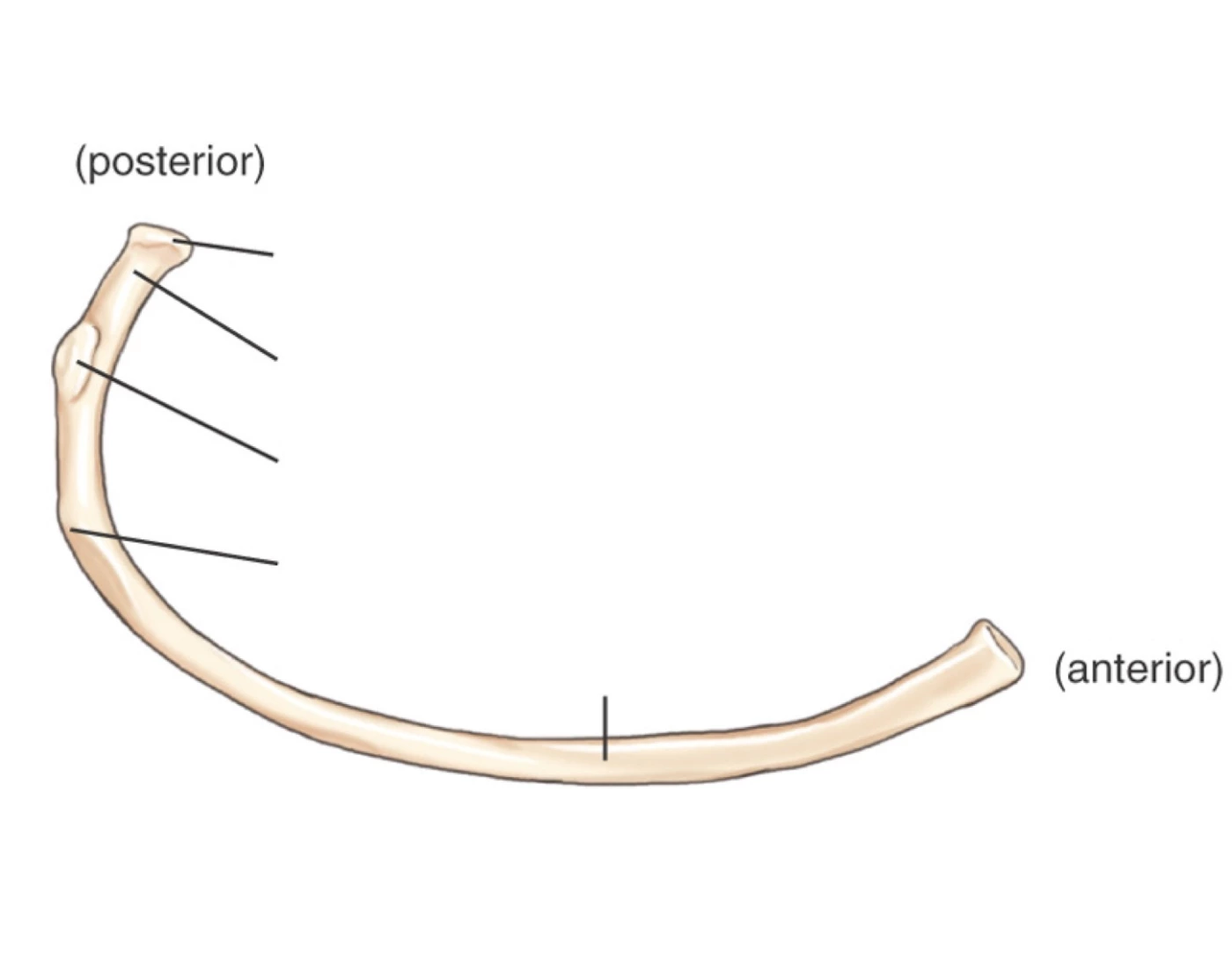 Typical Rib Anatomy (Inferior View) — Printable Worksheet