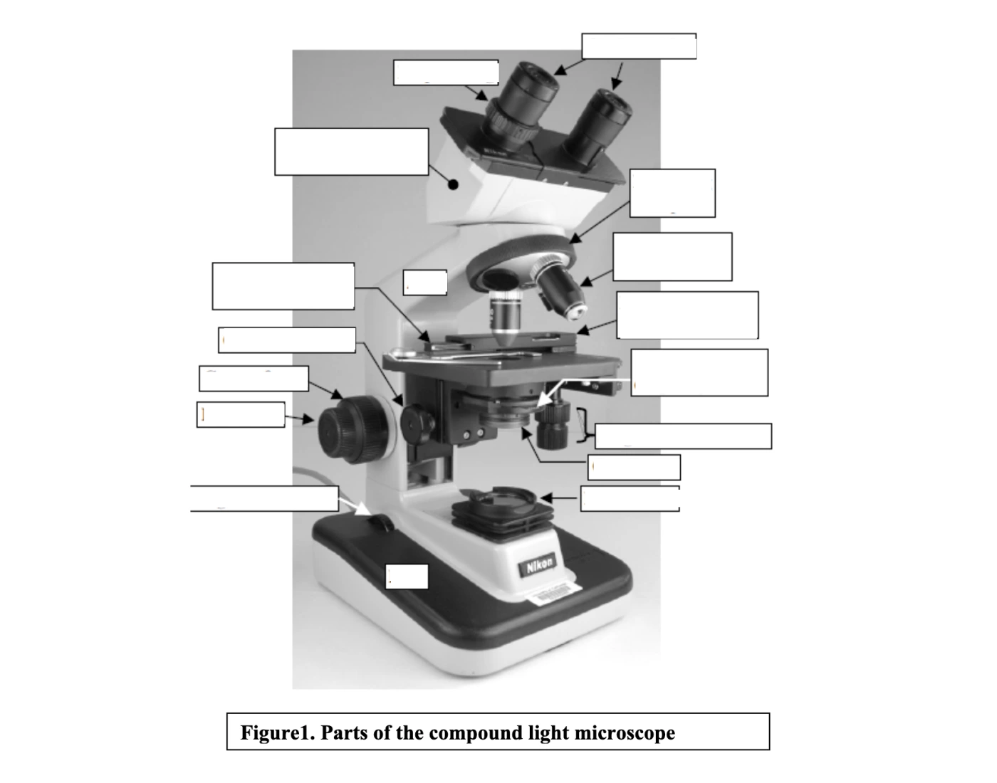 Compound Light Microscope Questions Parts of the Compound Light Microscope Quiz