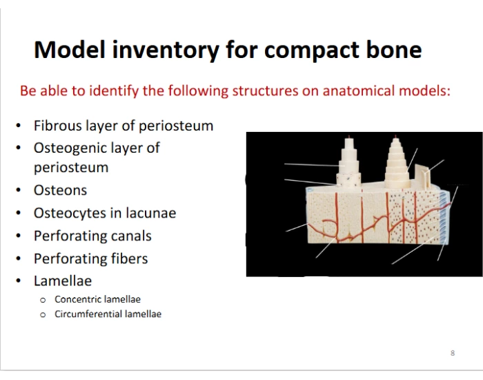 Model inventory for compact bone — Printable Worksheet