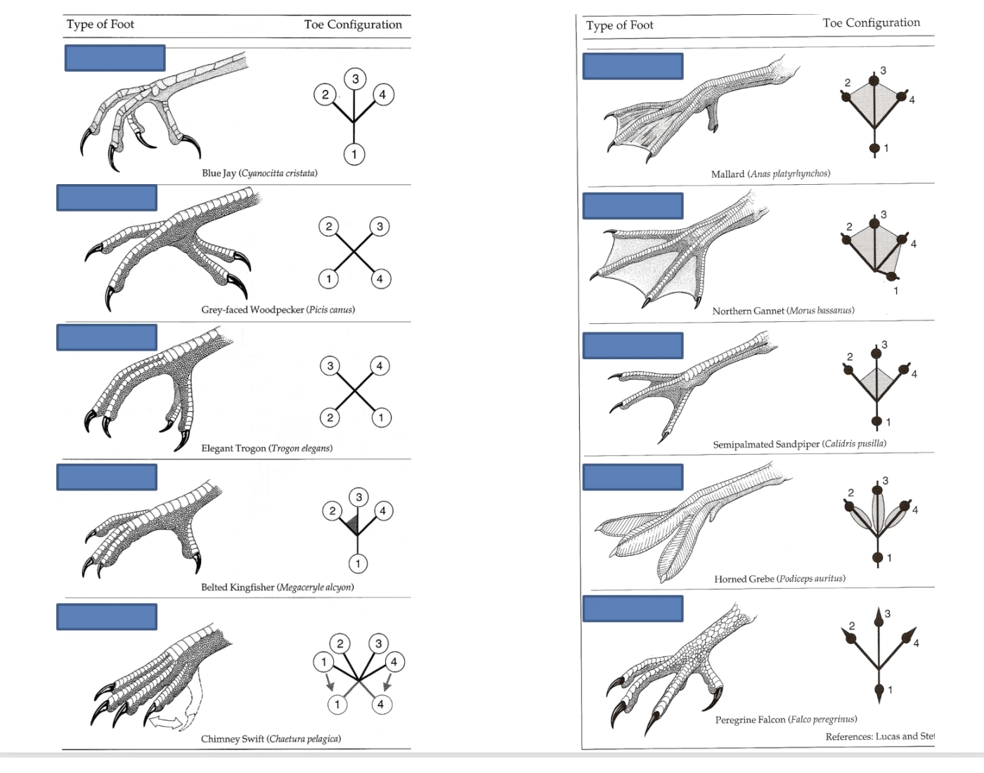 Toe Configuration Types Avian Toe Configuration Quiz