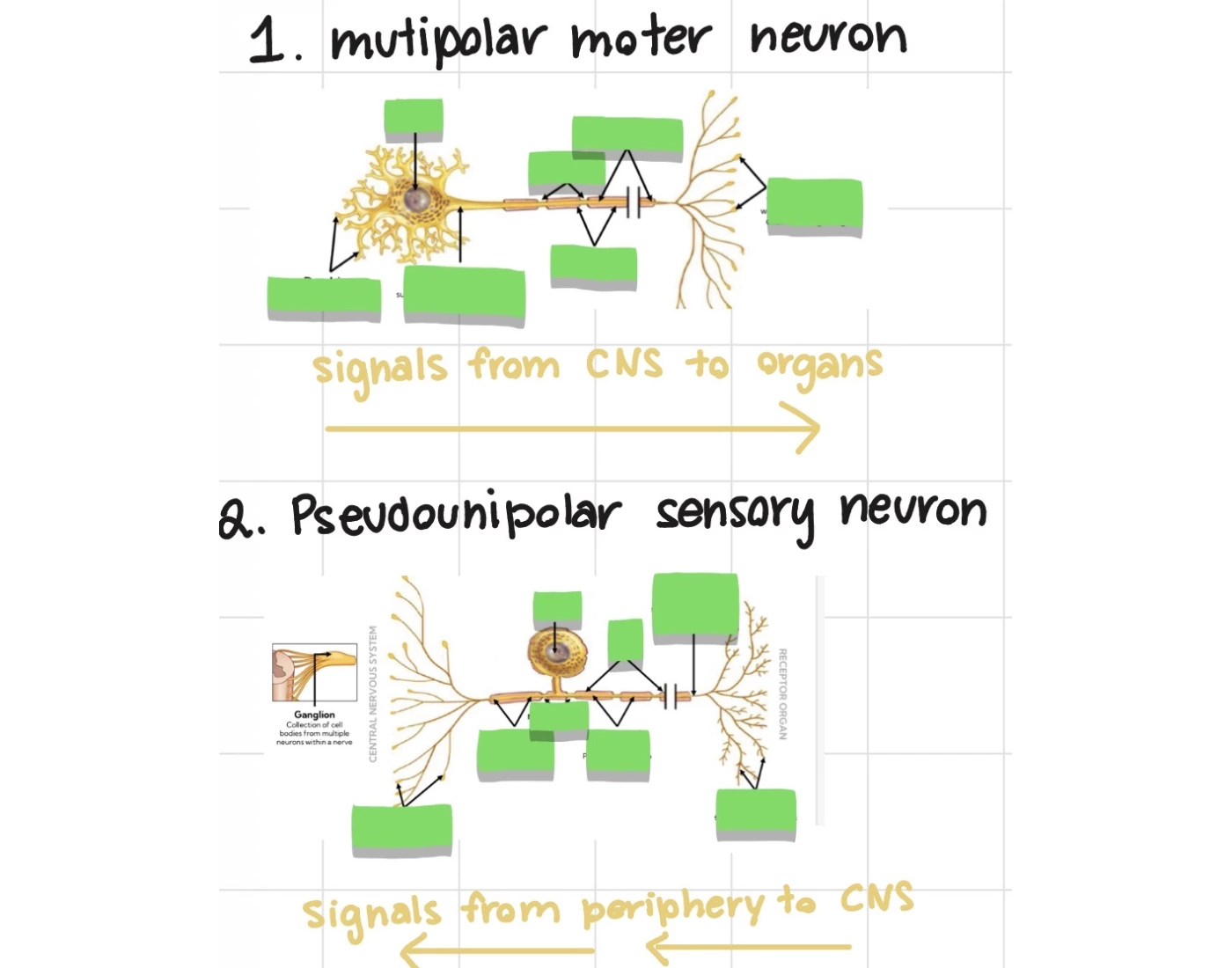 Multipolar Neuron Printable Multipolar and pseudounipolar sensory neuron — Printable Worksheet