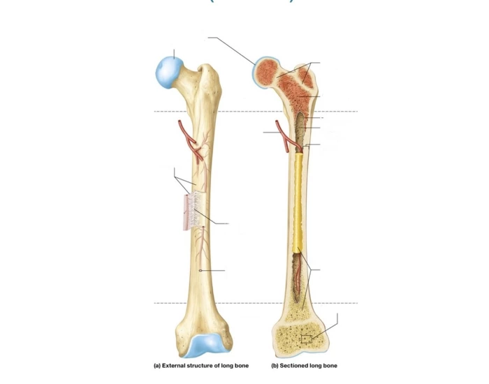 Internal Structures of a Long Bone Quiz