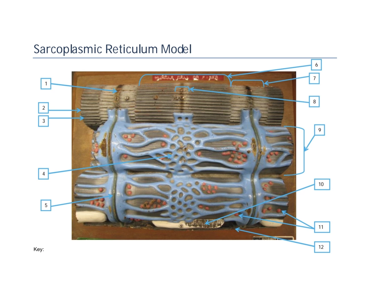 Sarcolasmic Reticulum Sarcoplasm is Reticulum Model Quiz