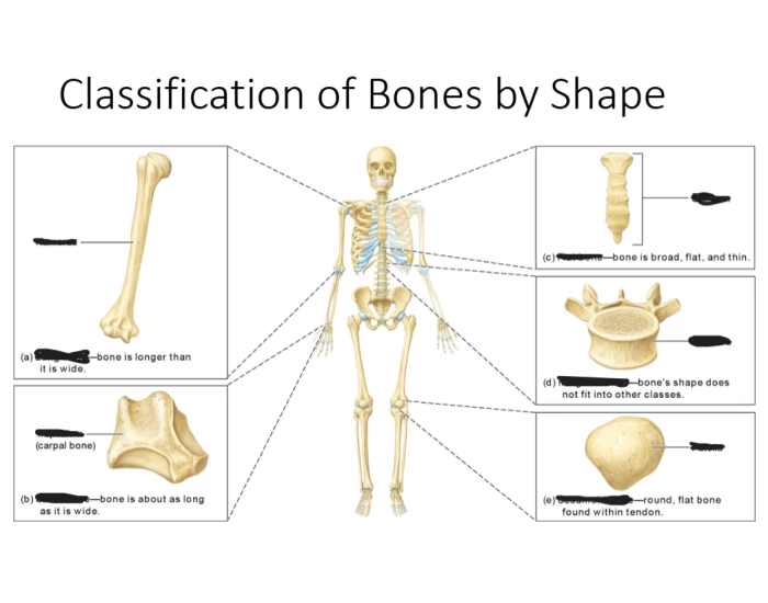 Bioh BIOH 201 A&P 1 CLASSIFICATION OF BONES BY SHAPE Quiz