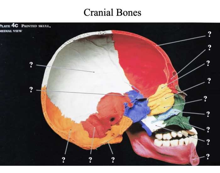 interior cranial bones Quiz
