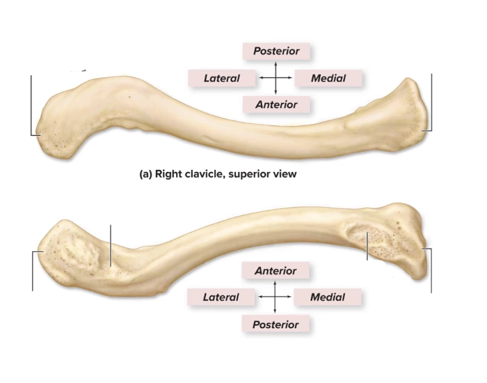 Clavicle Quiz Kin223