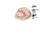 Meninges And Spaces Of The Brain Quiz meninges-and-spaces-of-the-brain-quiz