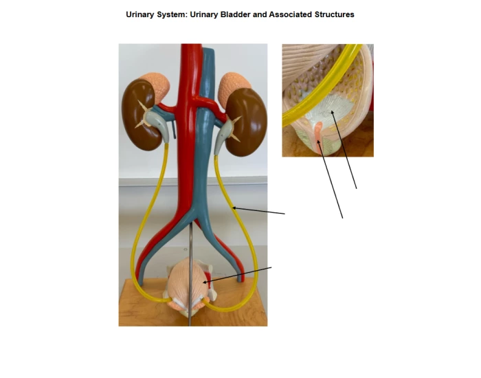 Bladder Game Urinary Bladder Quiz