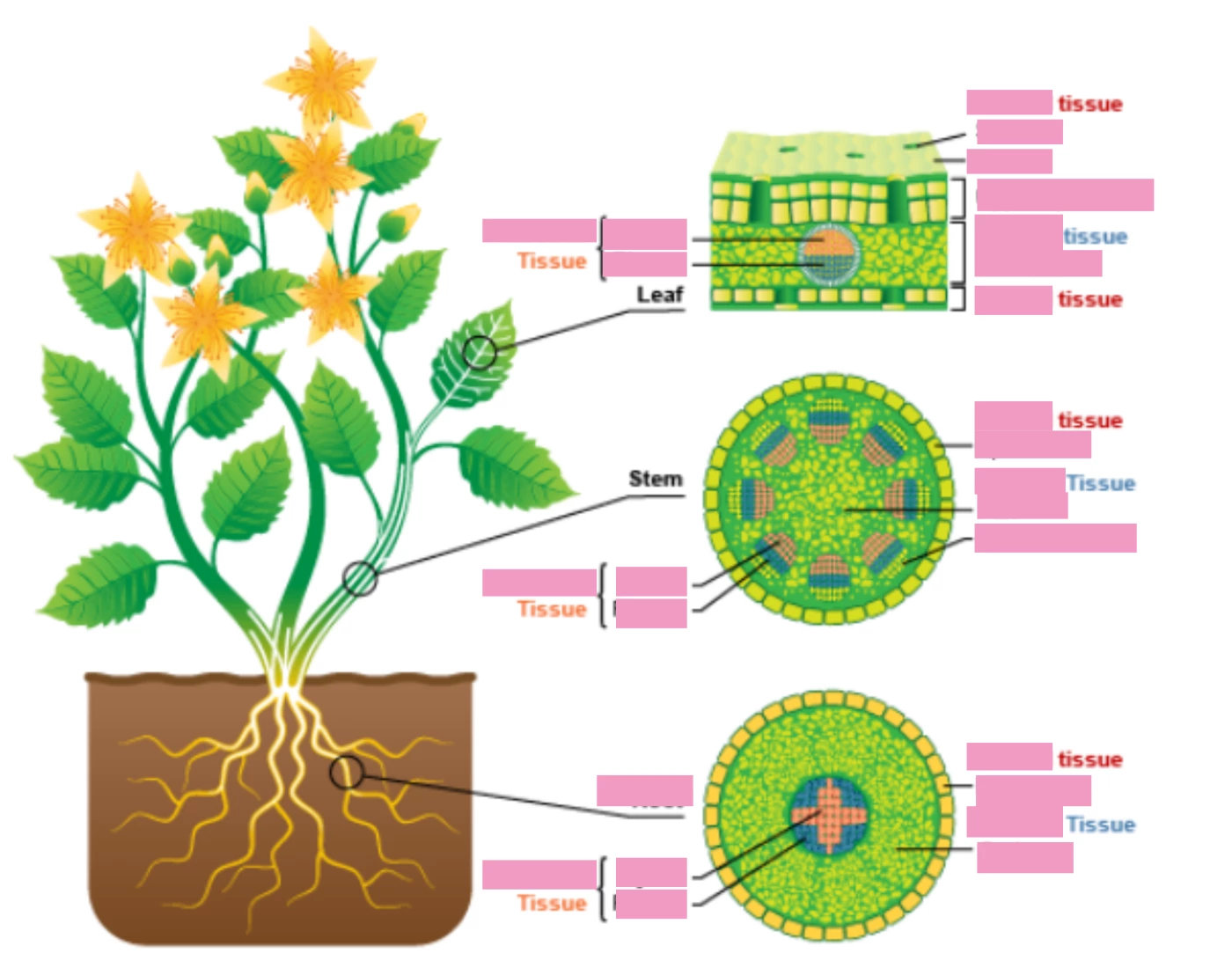 1 functions of life plant tissues Quiz