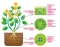 1 functions of life plant tissues Quiz
