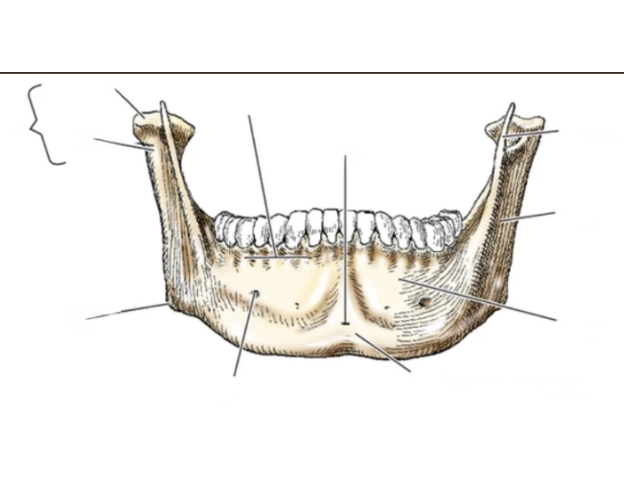 AQ 3 AP mandible Quiz