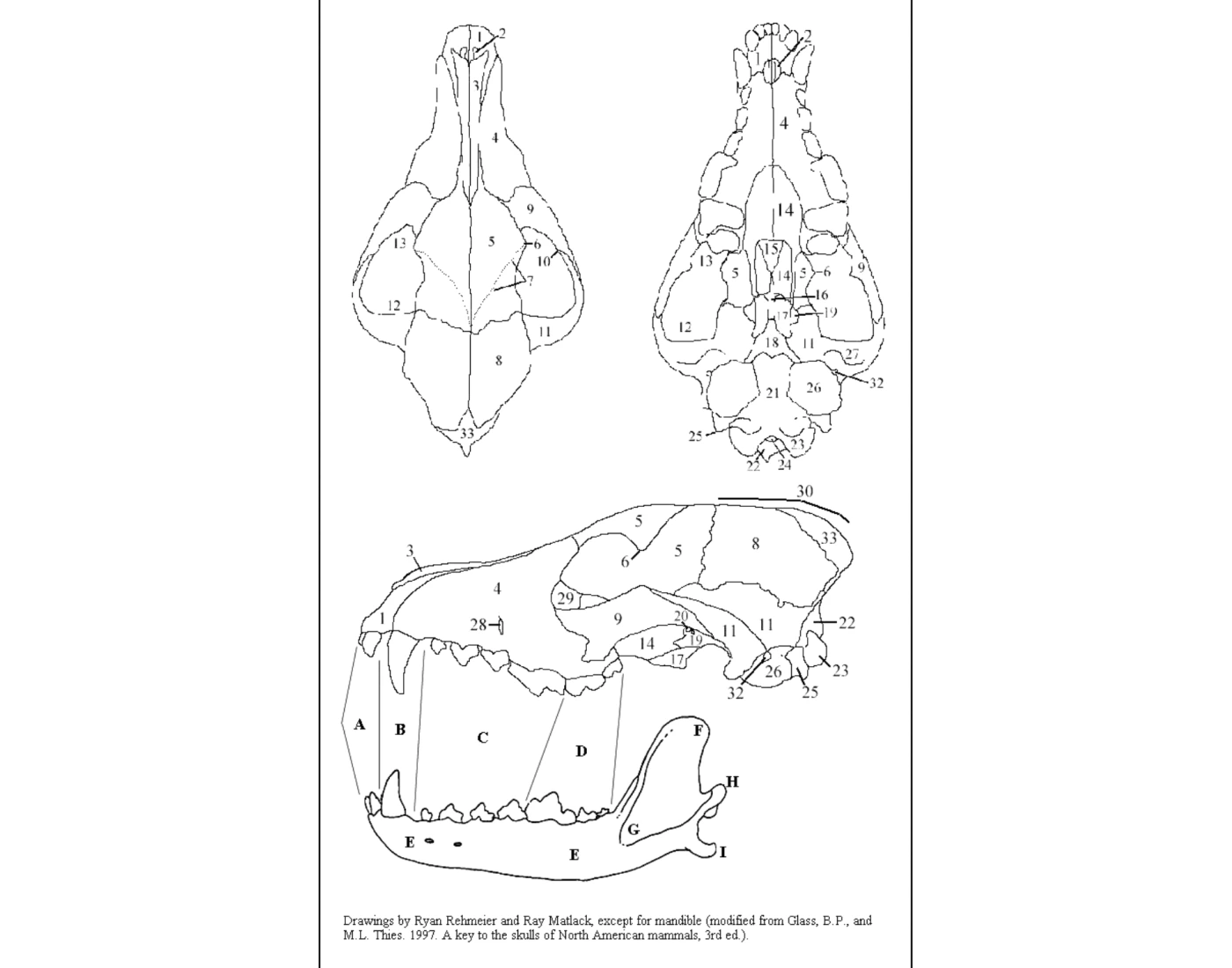 Human Head Notes Coyote Skull Anatomy BIOL 544 KSU β Printable Worksheet