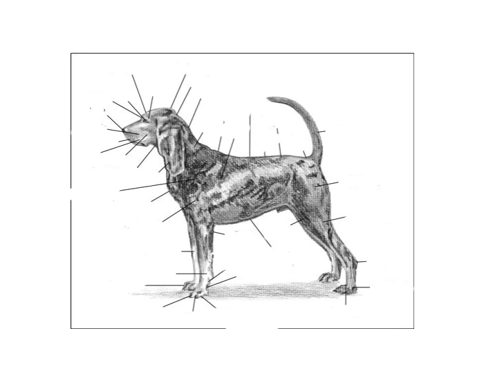 External Anatomical Terms dogs and cats Quiz