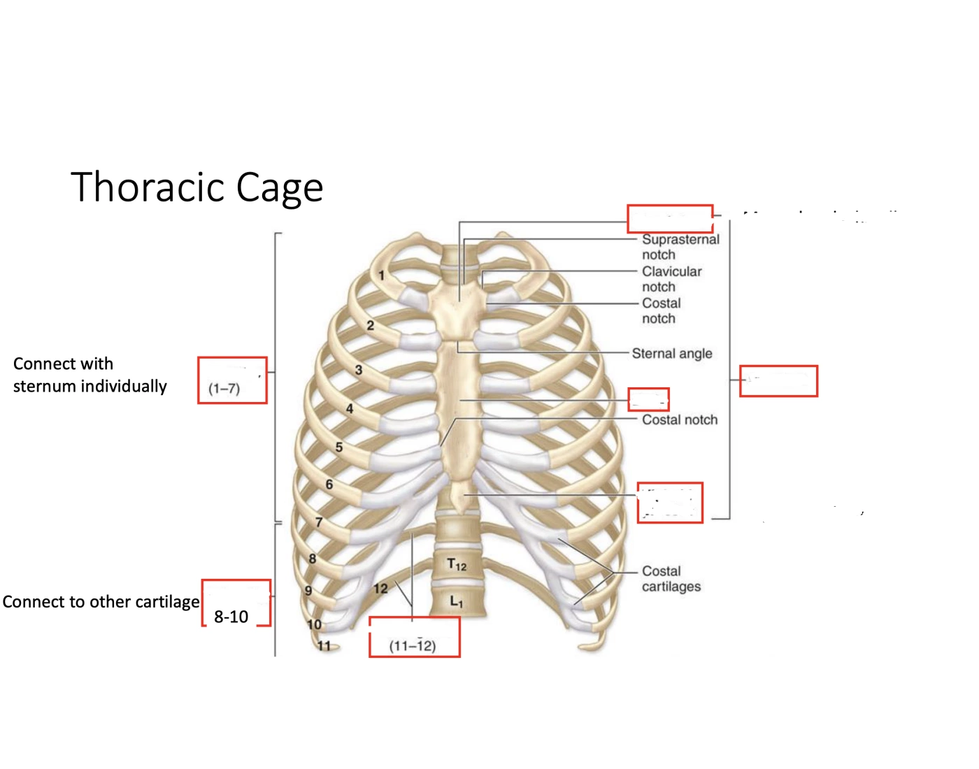 Digective System Worksheet ribs cage — Printable Worksheet