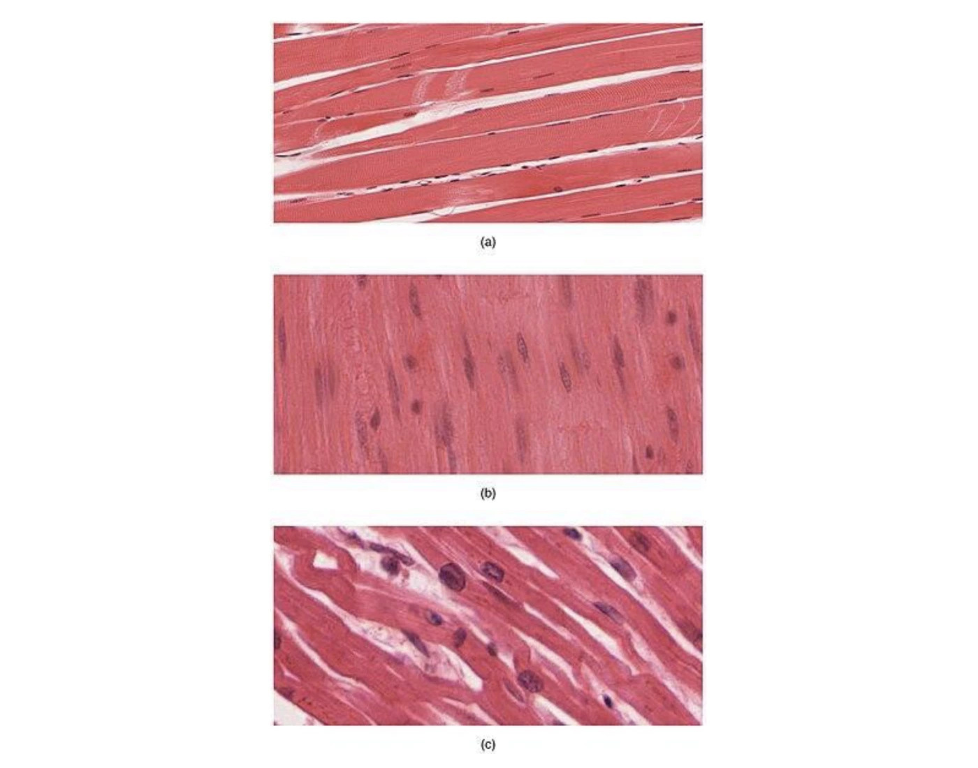 Musclar System Types Types of (Connective) Muscle Tissue — Printable Worksheet