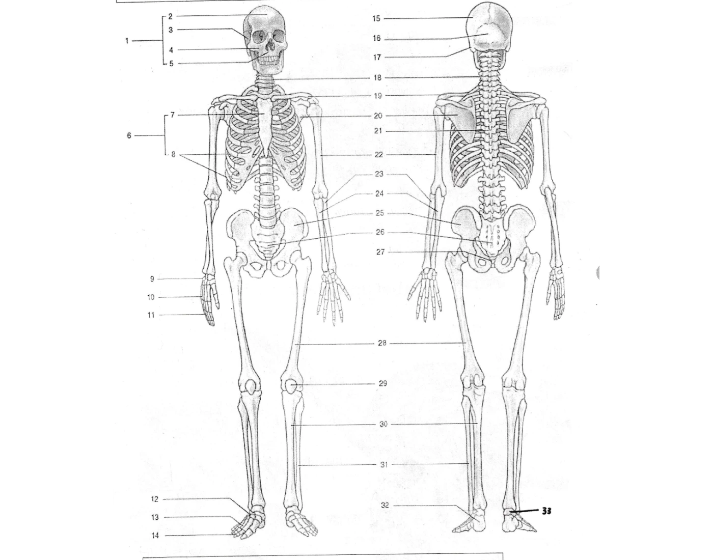 Humanity Begin The Human Skeleton (practical) — Printable Worksheet