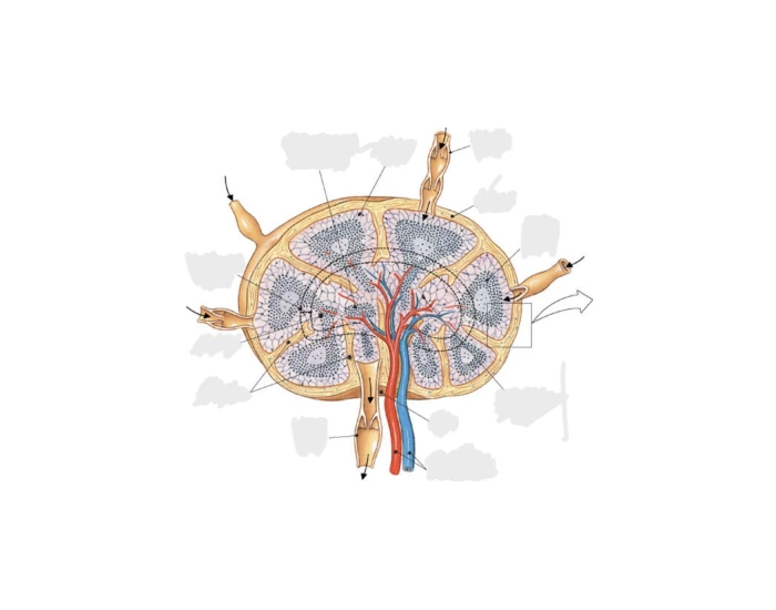 Lymph System Worksheet Lymph Node Anatomy Quiz