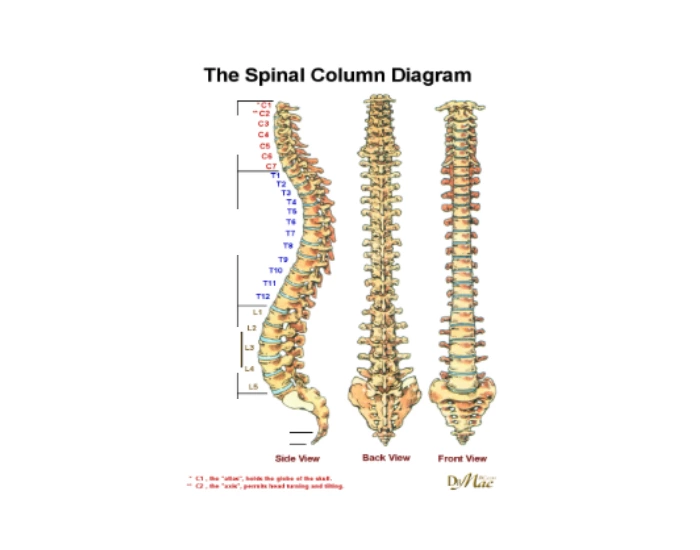 Three Column Worksheet Anatomy - Spinal Column — Printable Worksheet