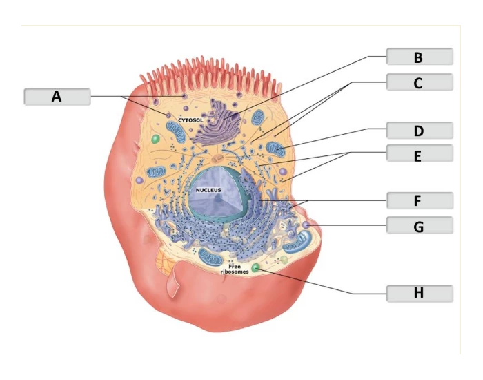 Cell Compenents cell structure anatomy pt 2 — Printable Worksheet