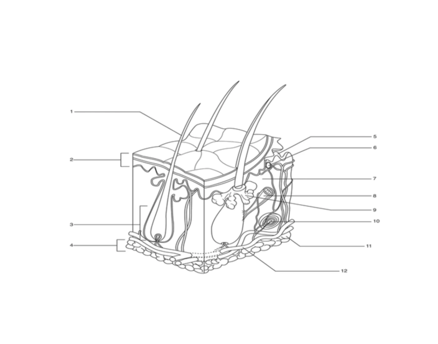 Digective System Worksheet Integumentary System-Skin Labeling Diagram — Printable Worksheet