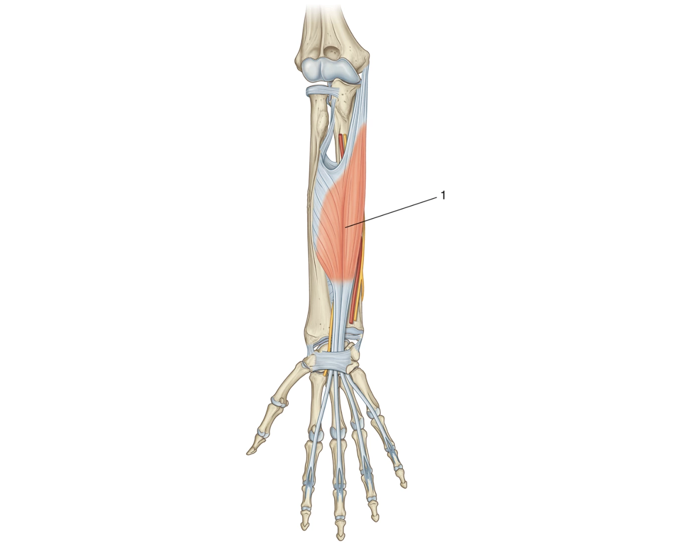 Digective System Worksheet Compartimiento anterior del brazo:Segunda capa — Printable Worksheet