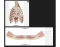 Os Rulna Muscles of Respiration & Abdominal Wall Muscles Quiz