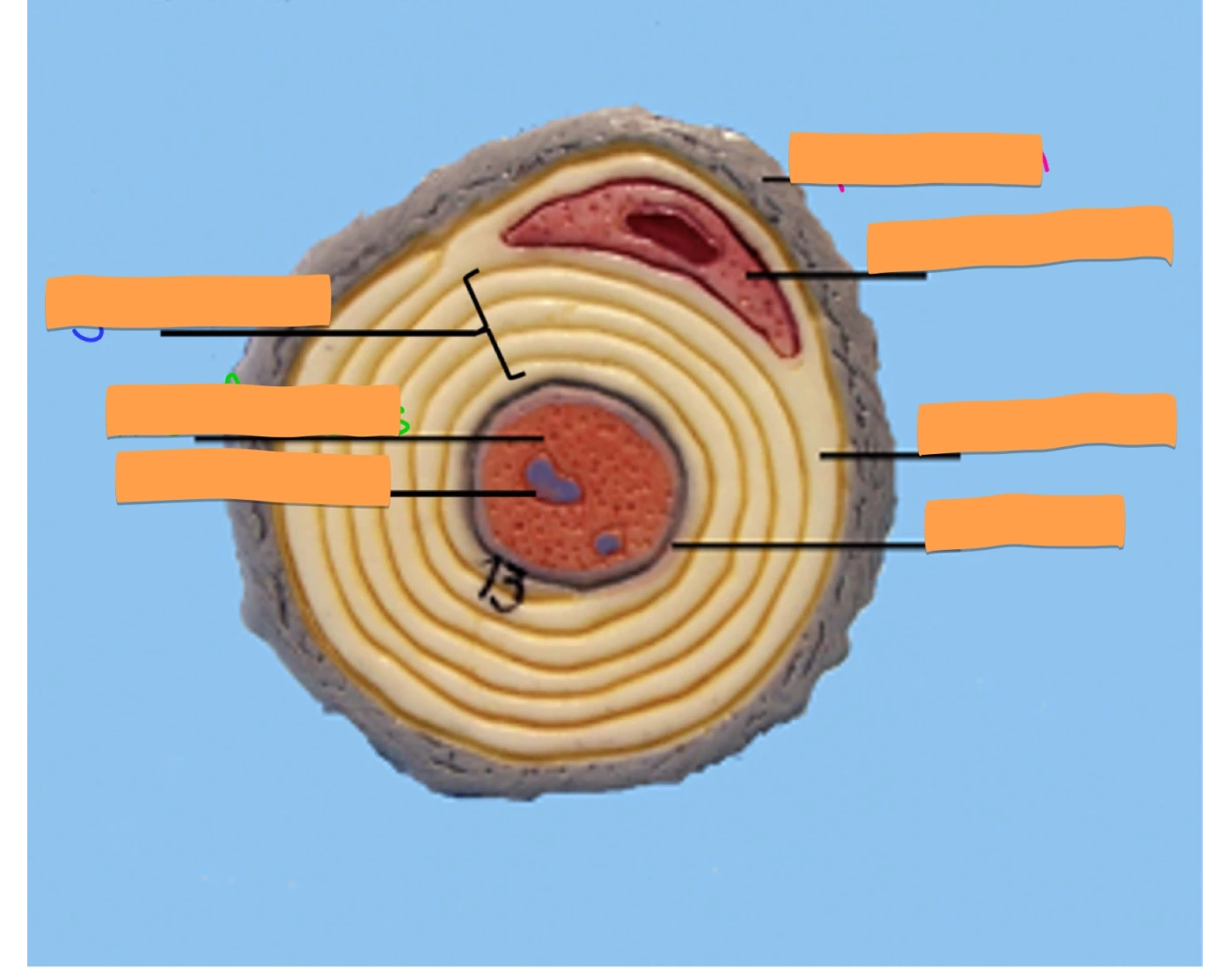 Printable Cross Neuro Lab - Neuron (Cross - Section) — Printable Worksheet